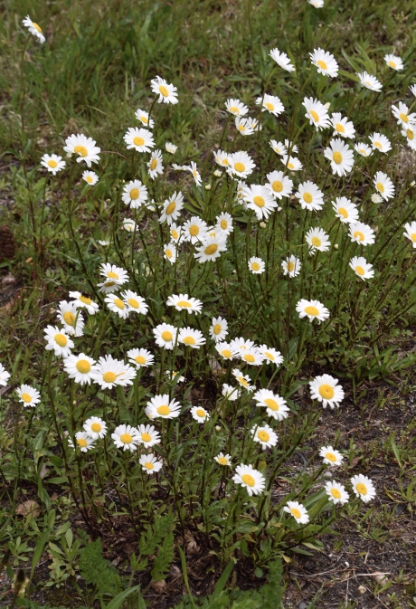 Margrieten