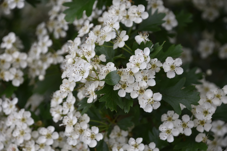 Meidoorn - Planten - 