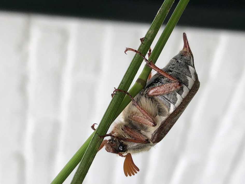 Meikever - Geleedpotigen - Meikever, familie van de bladsprietkevers