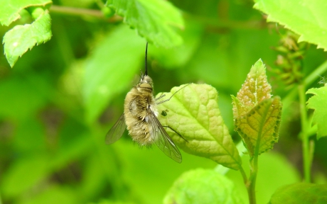 Met de snuit in de lucht
