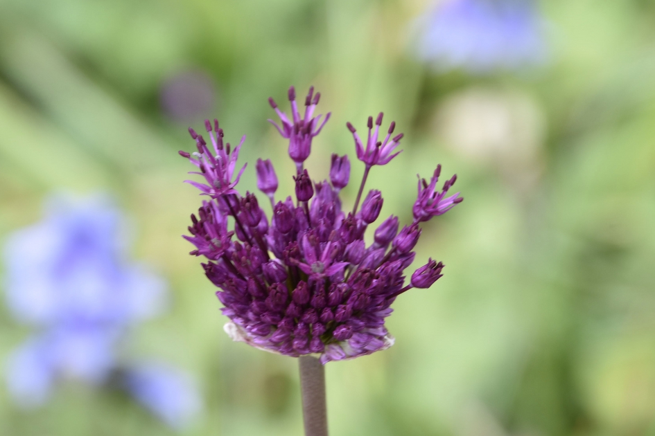 Met o.a.  mooie uienbloemen - Planten - 