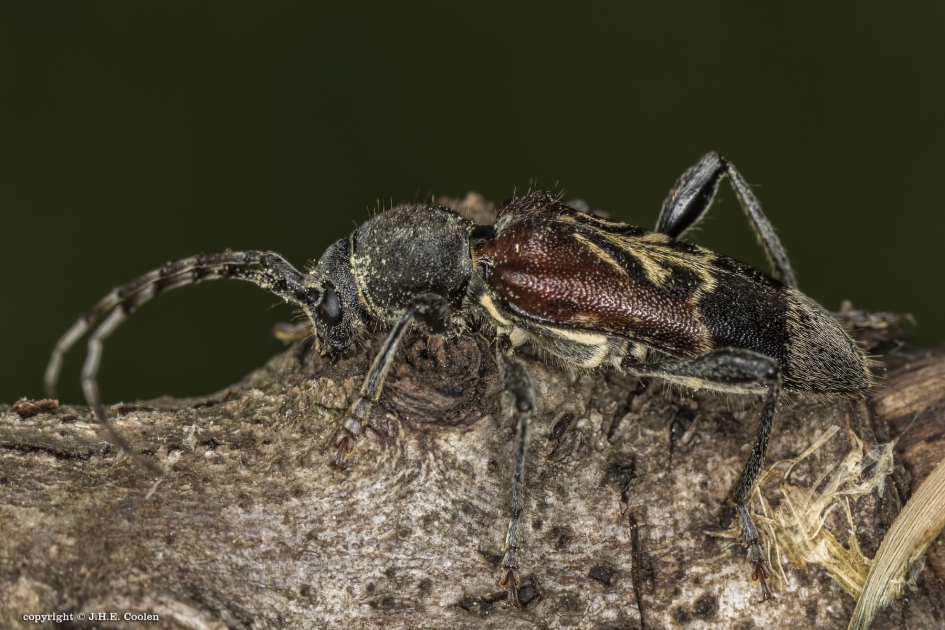 Mierenboktor - Geleedpotigen - Mierenboktor
