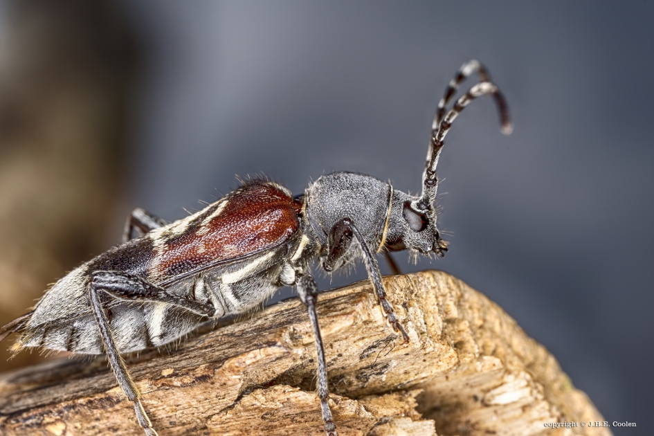 Mierenboktor (Anaglyptus mysticus) - Geleedpotigen - Mierenboktor