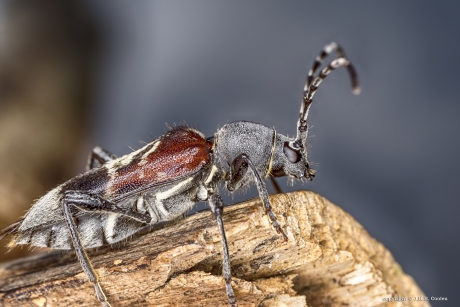 Mierenboktor (Anaglyptus mysticus)