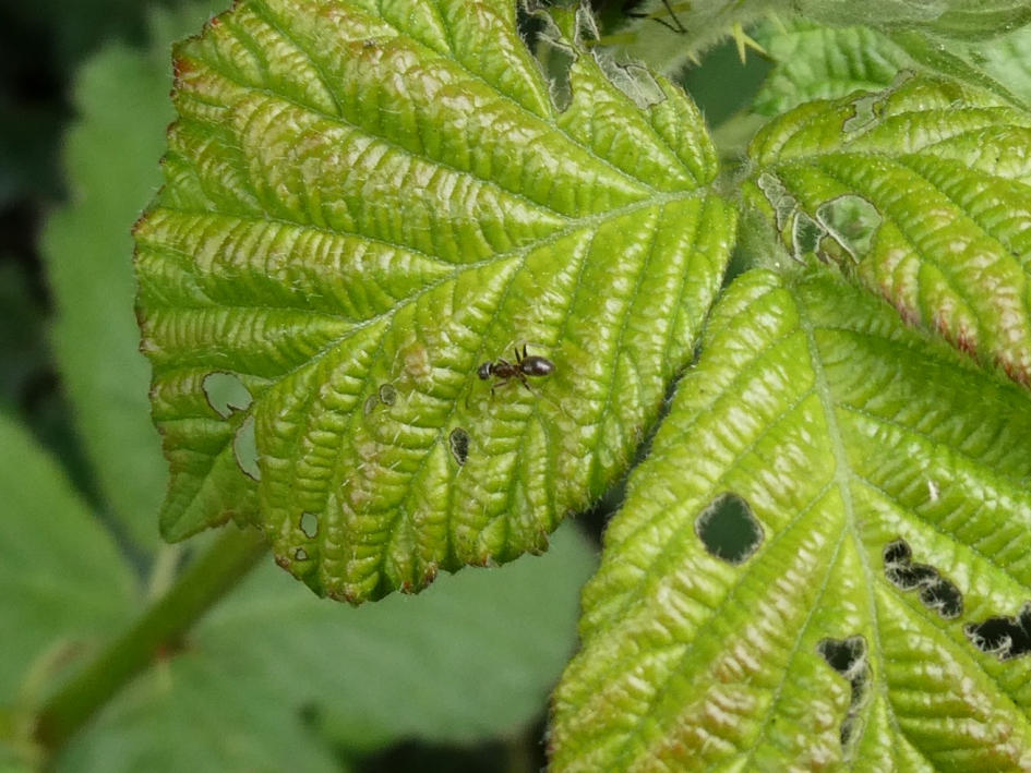 Miertje - Geleedpotigen - 