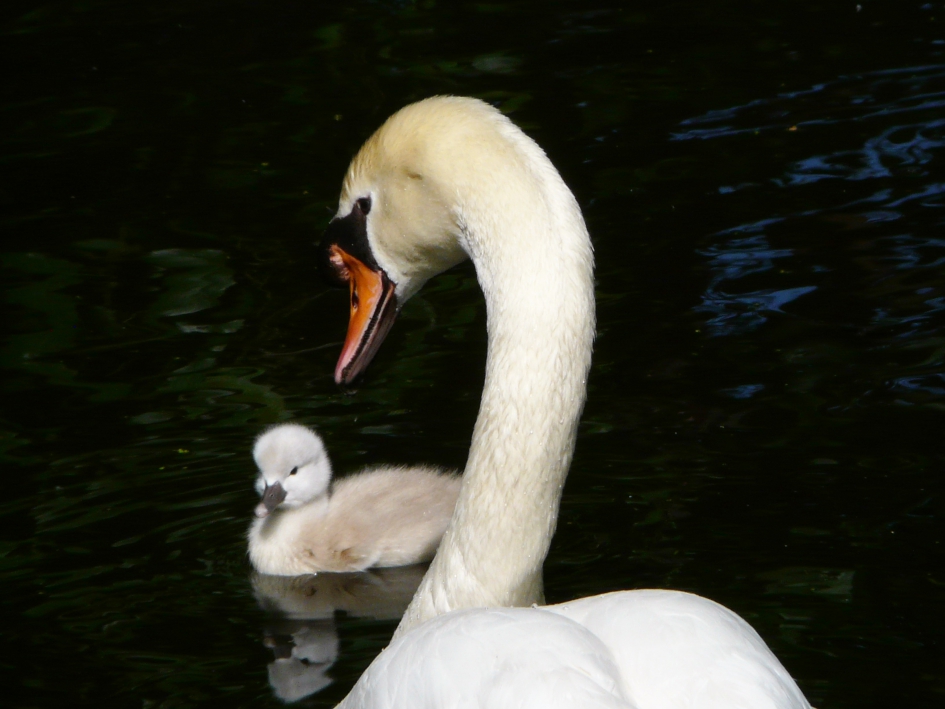 moeder en kind - Vogels - zwaan