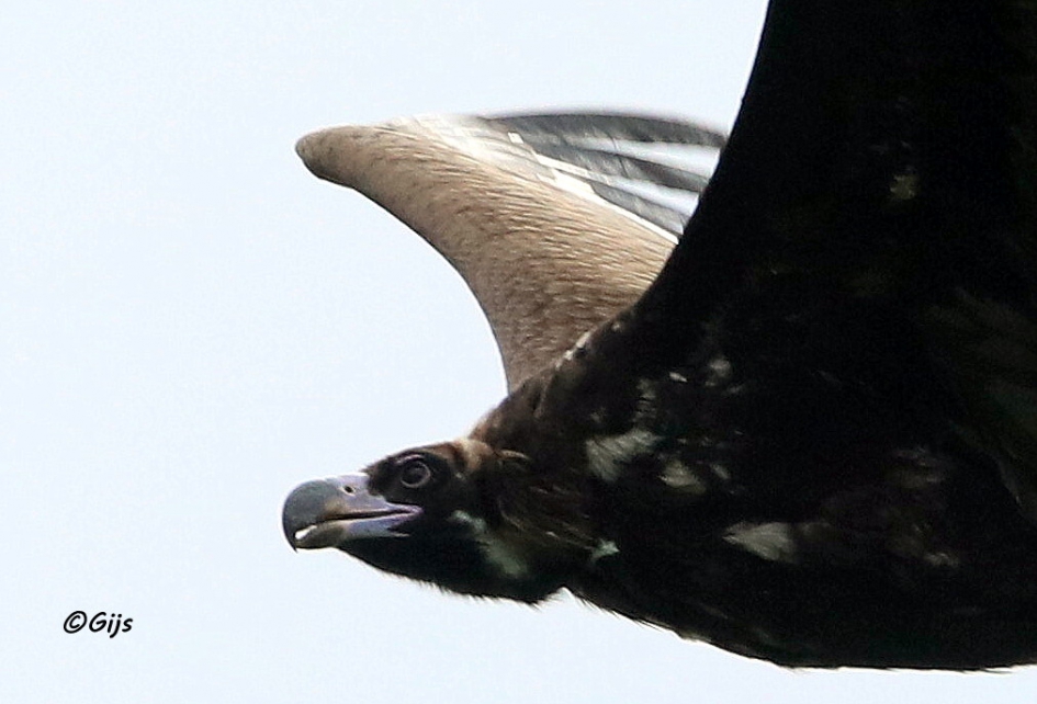 Monniksgier Close-up - Vogels - Monniksgier