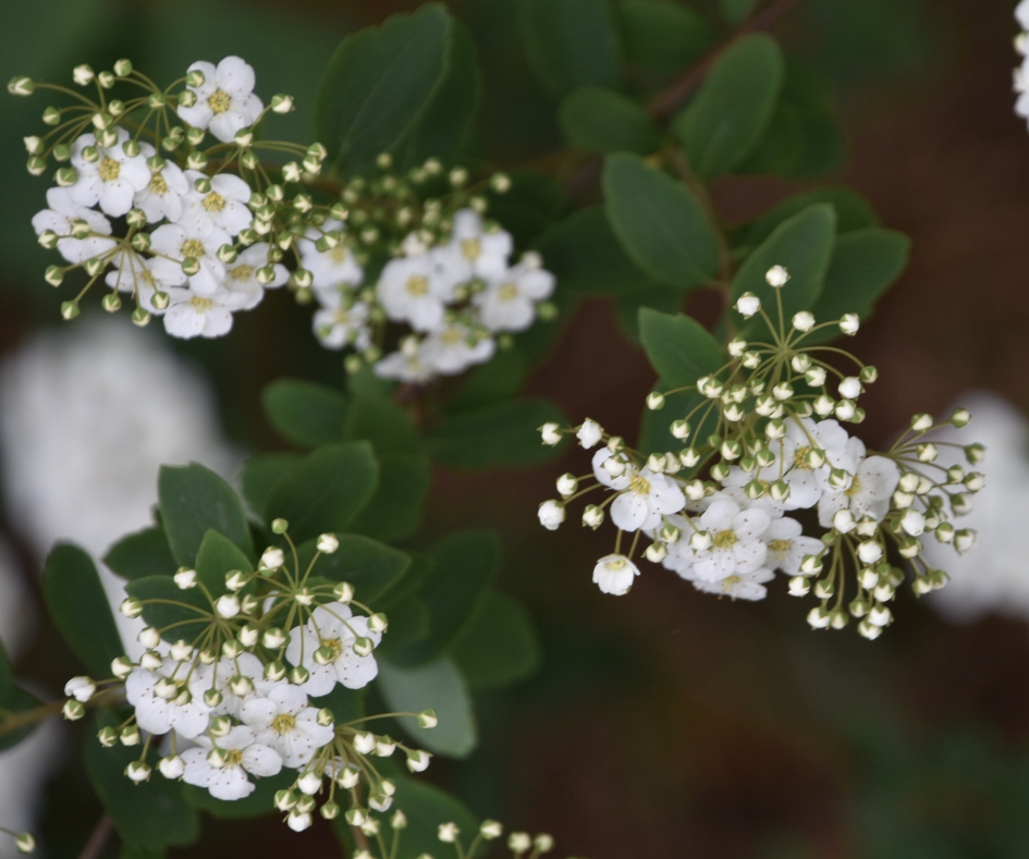 Mooi wit - Planten - 