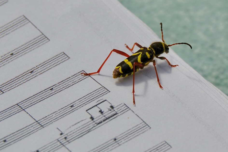 Muzikale Kleine Wespenbok - Geleedpotigen - Kleine Wespenbok