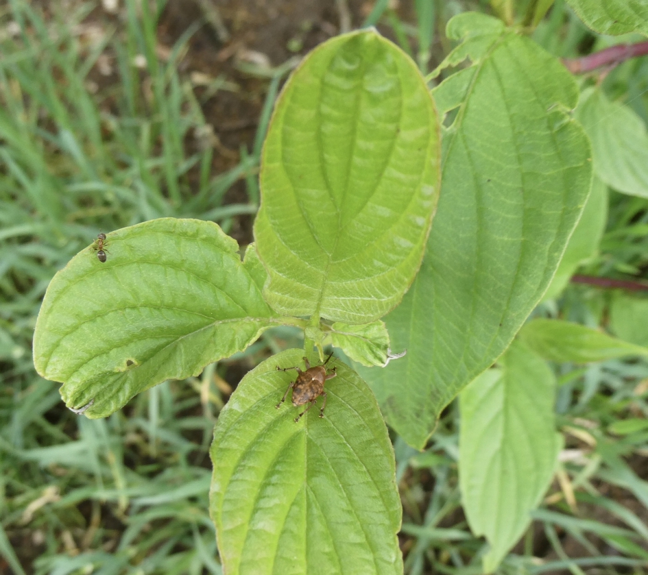 Kleine eikelboorder - Geleedpotigen - 