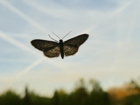 Nachtvlindertje op kamerraam