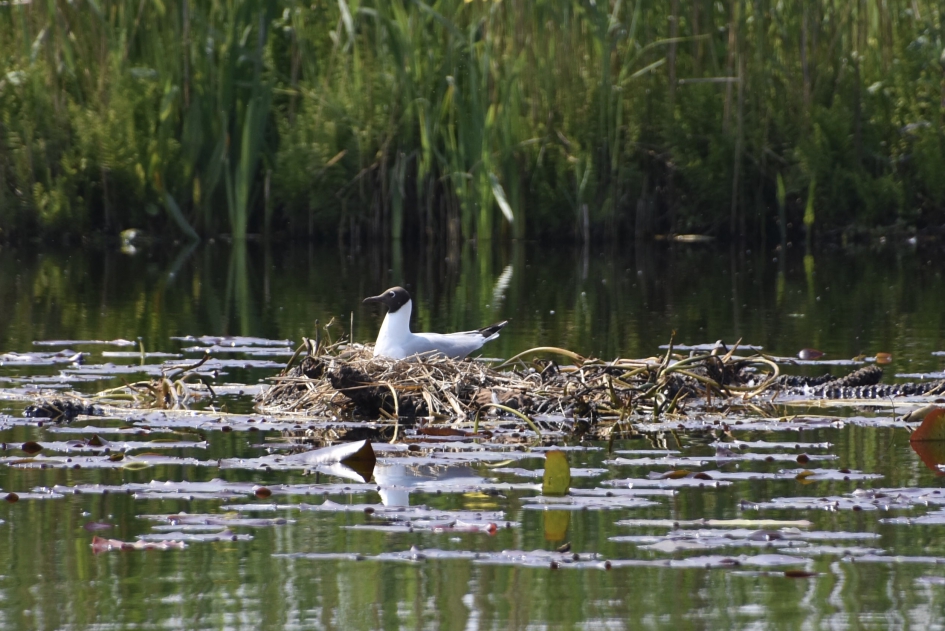 Nest op water - Vogels - 
