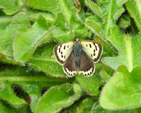 Niet vurige vuurvlinder