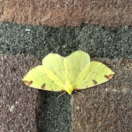 Nieuwe gast aan de deur