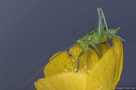 Nimf struiksprinkhaan