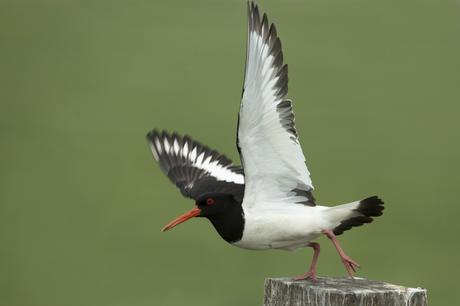 Nog meer vrijheid ... - Vogels - Scholekster