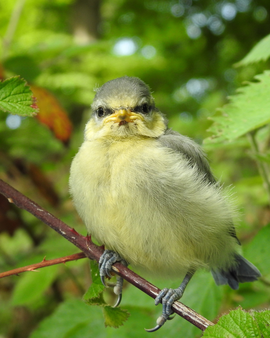 Nog zo kwetsbaar - Vogels - Pimpelmees