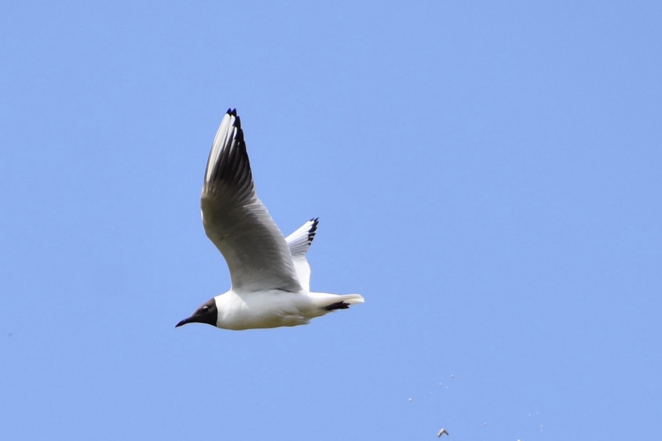 Kokmeeuw - Vogels - 