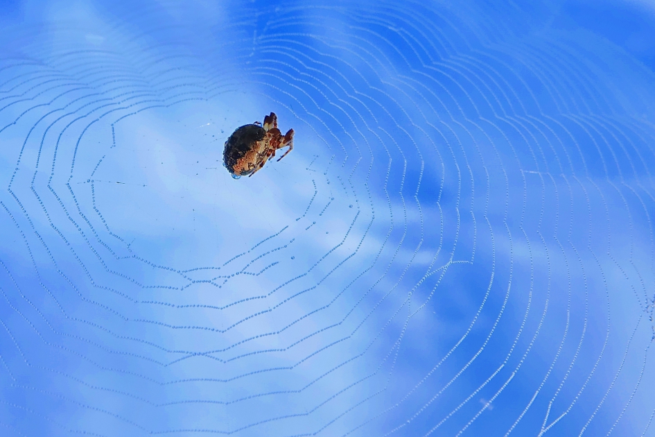 Ochtendweb - Geleedpotigen - Spin