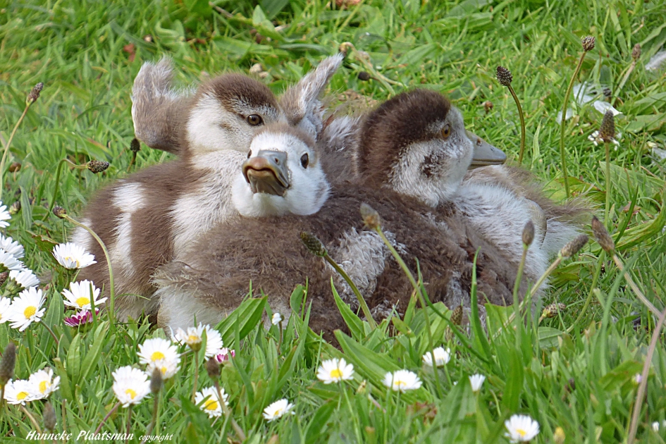 Oeps, kan het een beetje rustiger daar achter. - Vogels - Nijlgans