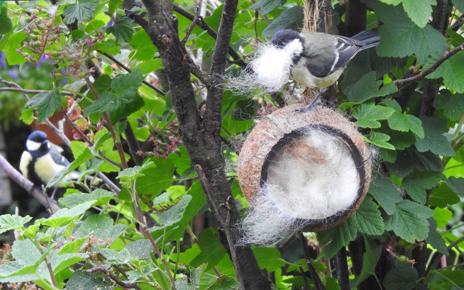 Onder toeziend oog - Vogels - Koolmees