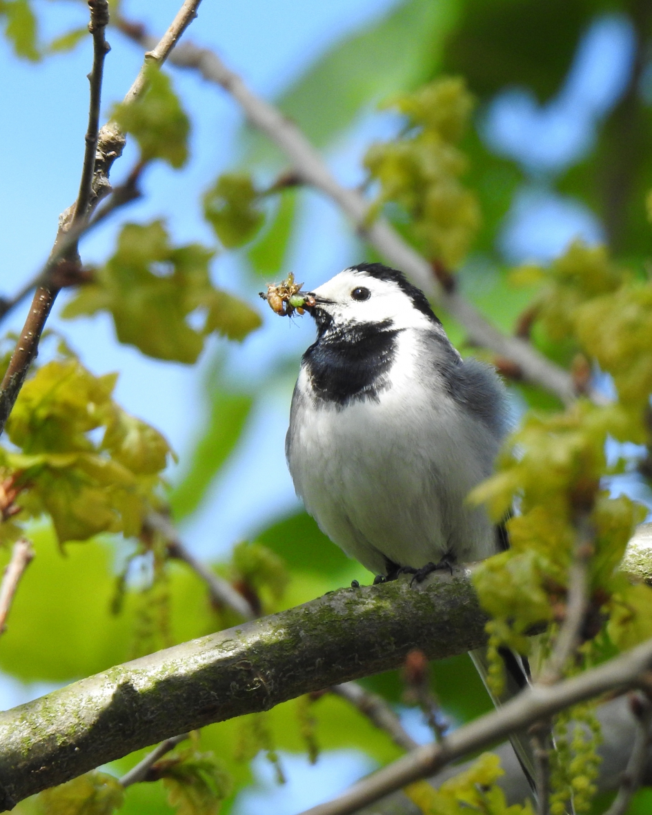 Onderweg naar de kinderen - Vogels - Witte kwikstaart
