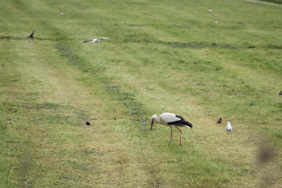 Ooievaar - Vogels - 