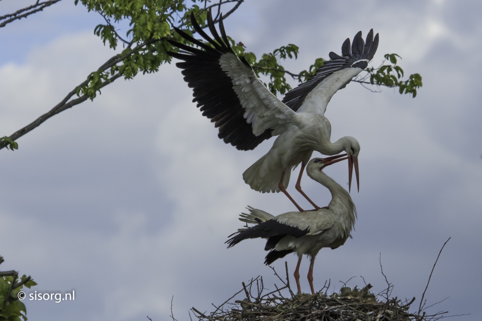Ooievaarskoppel - Vogels - Ooievaar