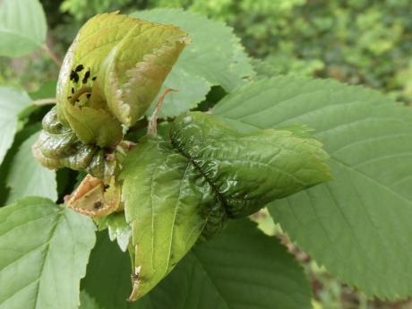 Ook in een gekruld nieuw blad