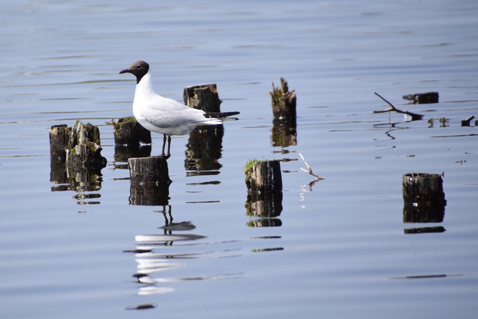 Op de uitkijk - Vogels - 