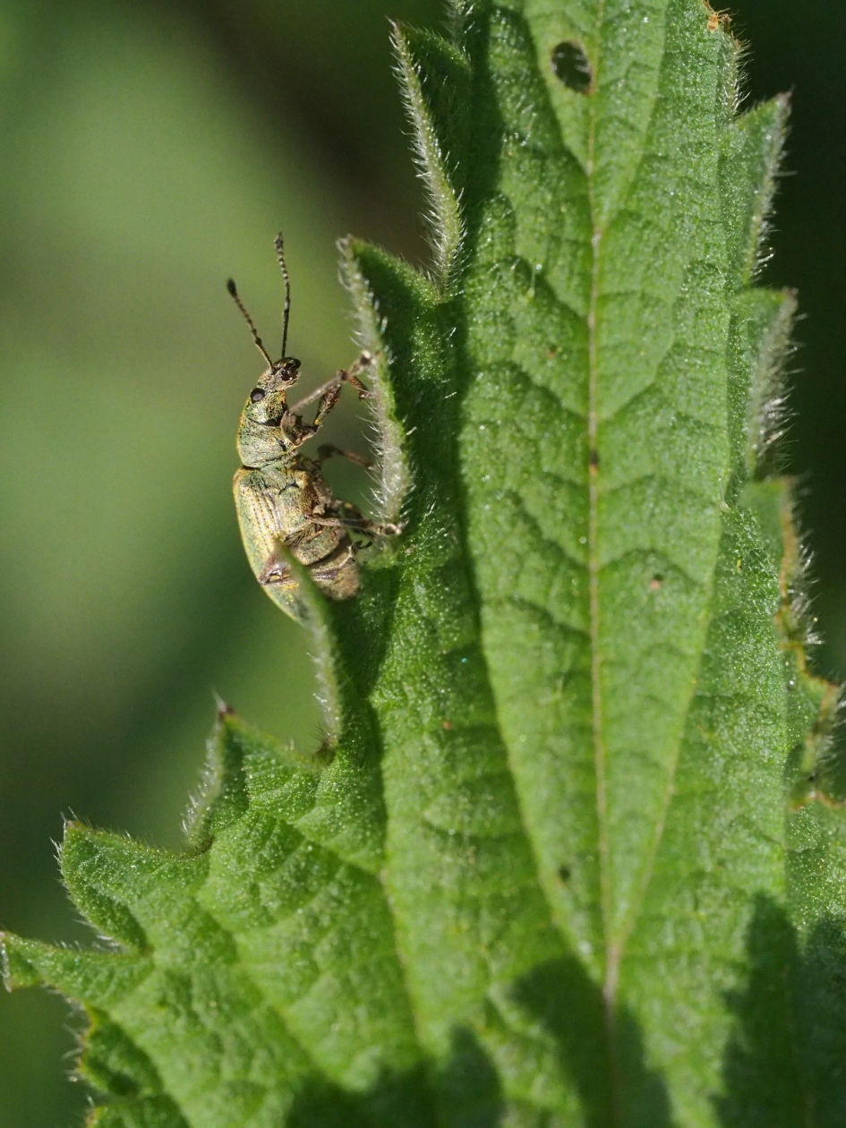 Op naar de top - Geleedpotigen - Phyllobius argentatus
