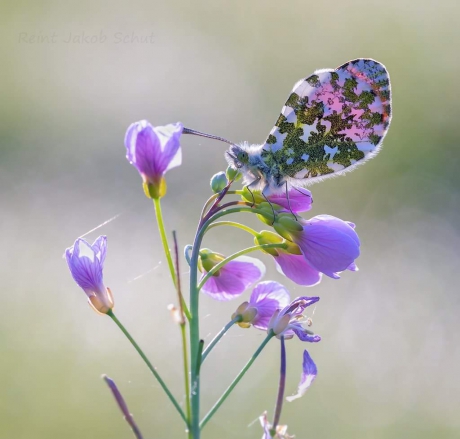 Oranjetipje in tegenlicht