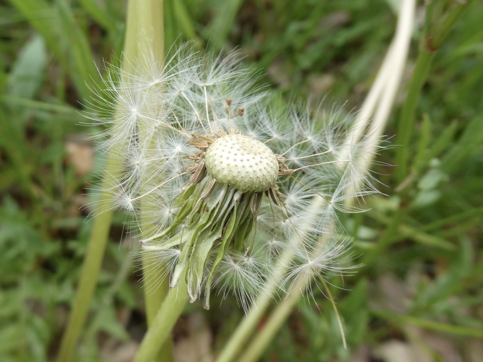 Paardenbloem uitgebloeid - Planten - 