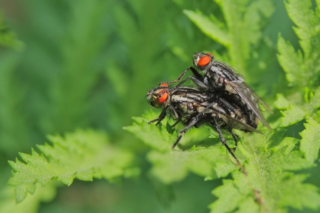 Paartje Dambordvliegen