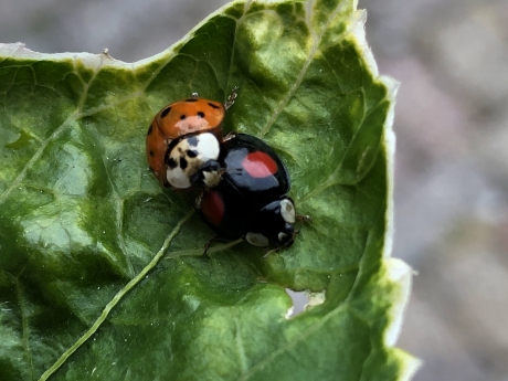 Parende  lieveheersbeestje’s