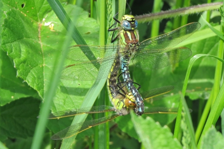 Parende paardenbijters