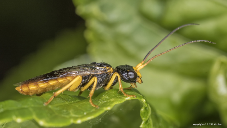 Perespinselbladwesp (Neurotoma saltuum) - Geleedpotigen - Perespinselbladwesp