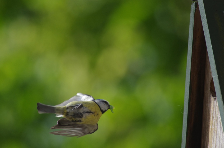 Pimpelmees - Vogels - 