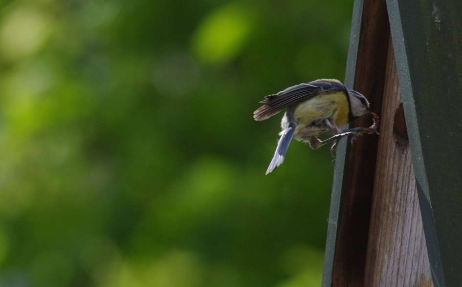 Pimpelmees - Vogels - 