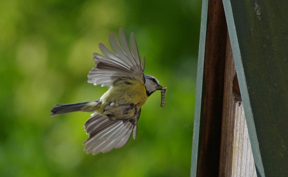 Pimpelmees - Vogels - 