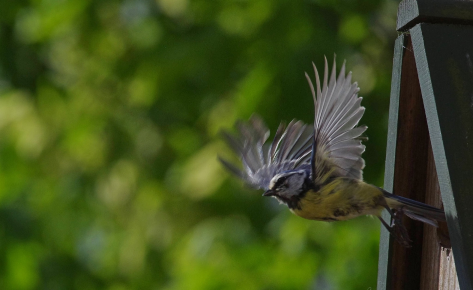 Pimpelmees - Vogels - 