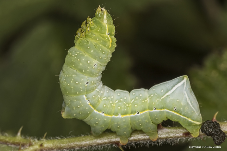 Piramidevlinder (Amphipyra pyramidea) - Geleedpotigen - Piramidevlinder