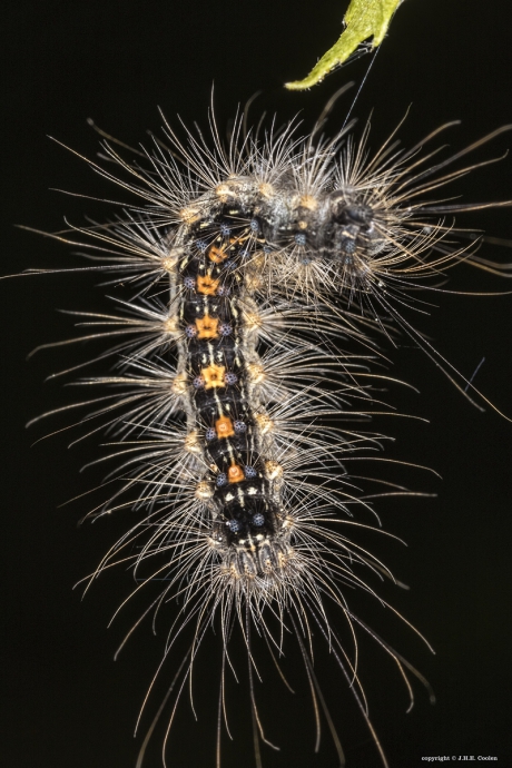 Plakker (Lymantria dispar)