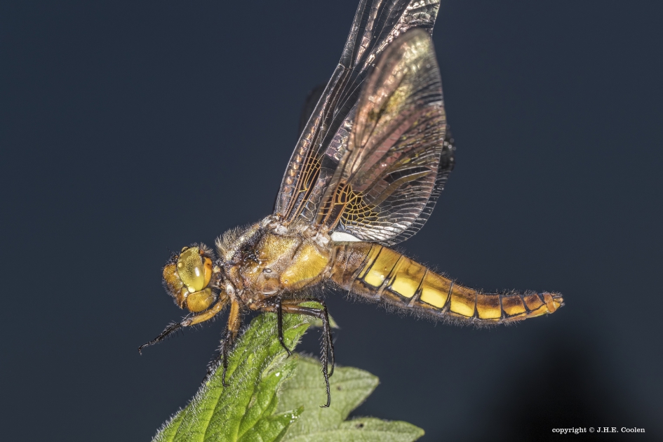 Platbuik - Geleedpotigen - Platbuik (vr)