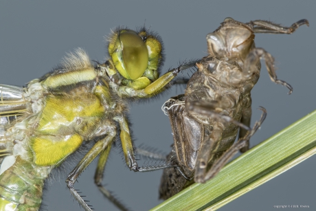 Platbuik (Libellula depressa)