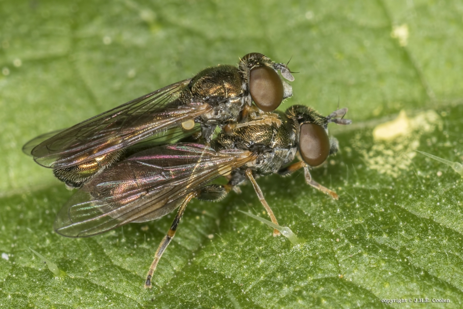 Platvoetje(s) - Geleedpotigen - Platvoetjes