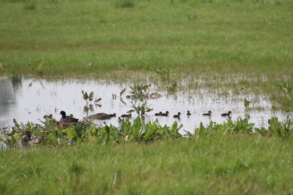Polder langs de Eem - Vogels - 