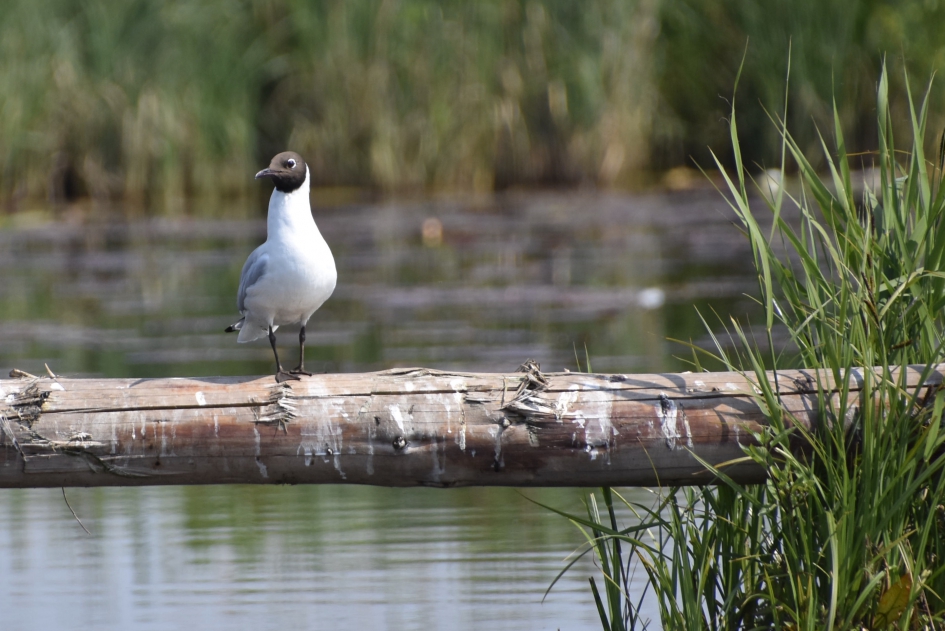 Poortwachter - Vogels - 