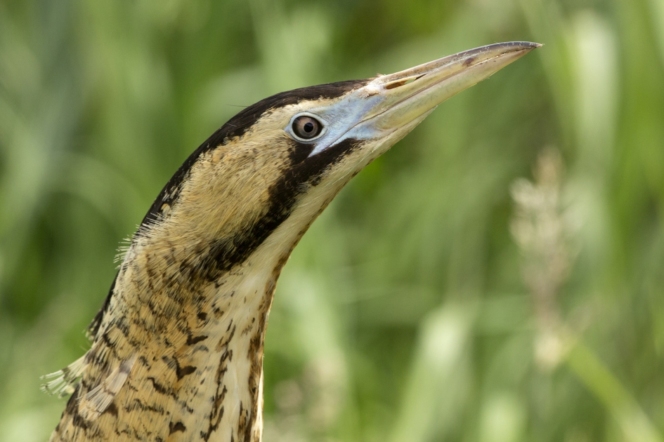 Portret - Vogels - Roerdomp