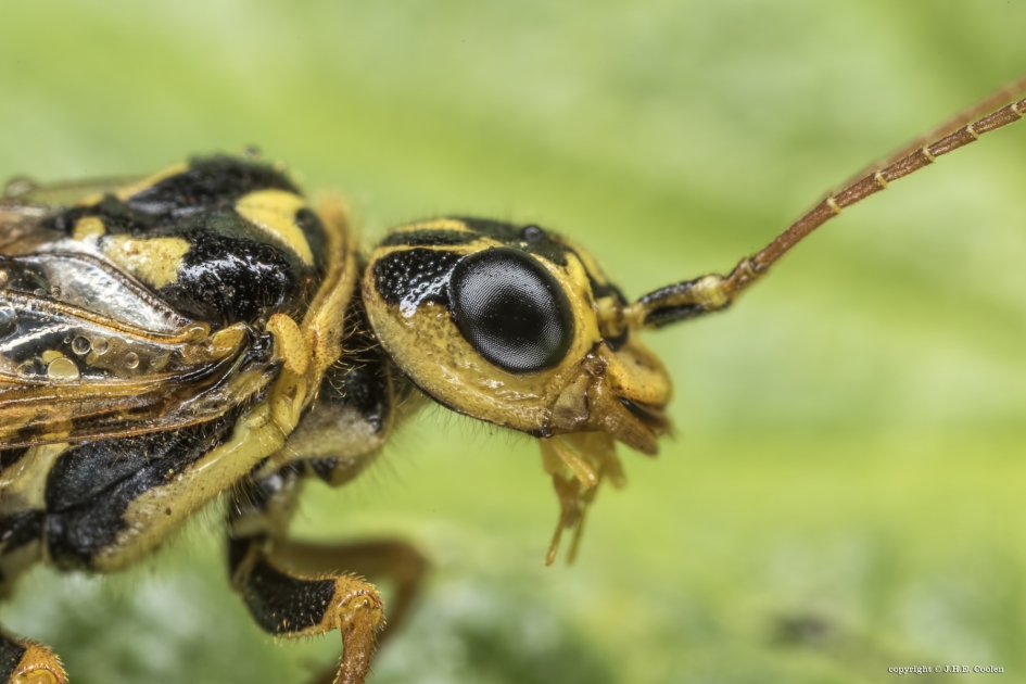Portret van een..... - Geleedpotigen - Spinselbladwesp